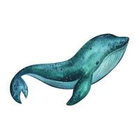 Blue, turquoise whale with texture. Watercolor illustration hand drawn in childish simple style. Isolated object on a white background Vector EPS