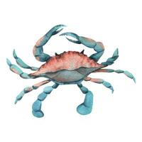 Blue crab top view in turquoise and coral color. Hand drawn watercolor illustration. Sea animals, underwater world, seafood. Isolated object on a white background for decoration and design. Vector EPS