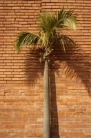 ai generado un palma árbol se sienta por un ladrillo pared, hoja patrones foto