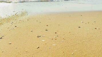 de sandig strand förbi de hav är en syn till skåda. med mjuk gyllene sand gör du känna uppdateras och föryngrad. sandig stränder, skal och stenar göra strand skön i natur. Bra plats till koppla av video
