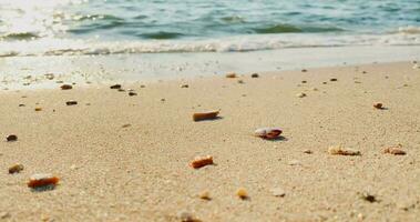 das sandig Strand durch das Meer ist ein Sicht zu erblicken. mit Sanft golden Sand macht Sie Gefühl erfrischt und verjüngt. sandig Strände, Muscheln und Felsen machen Strand schön im Natur. gut Platz zu entspannen video