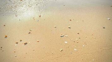 das sandig Strand durch das Meer ist ein Sicht zu erblicken. mit Sanft golden Sand macht Sie Gefühl erfrischt und verjüngt. sandig Strände, Muscheln und Felsen machen Strand schön im Natur. gut Platz zu entspannen video