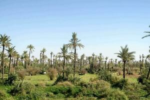 a large field of palm trees with grass and trees photo