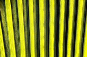 a close up of a green leaf striped wall photo