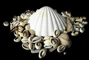 seashells on a black background photo