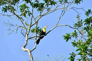 a toucan perched on a tree branch with a blue sky in the background photo