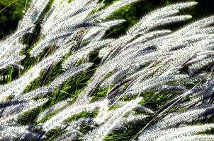 un campo de alto césped con blanco flores foto