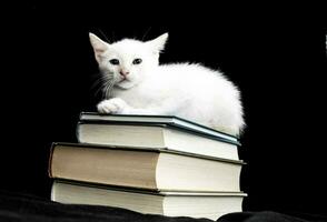 a white kitten sitting on top of a stack of books photo