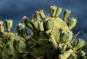 a cactus plant with many green leaves and needles photo