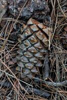 a pine cone on the ground in the woods photo