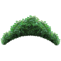 verde arbusto y árbol para paisaje y arquitectura dibujo, elementos para ambiente y jardín botánico elementos para sección en primavera. png