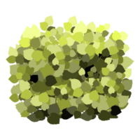 Green bush and tree for landscape and architecture drawing, elements for environment and garden,botanical elements for section in spring. png