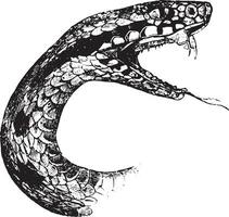 Head of the viper, showing the bifurcated tongue, small palatal teeth, vintage engraving. vector