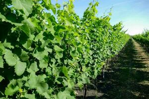 rows of green grapes in a vineyard photo