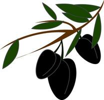 Black olives on a branch  simple vector illustration on white background