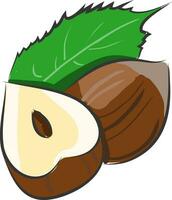 Cartoon vector illustration of a hazelnut cutted in a half with a leaf on white background