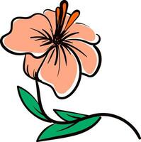 Vector illustration of a pale pink hibiscus flower with orange pestle and green leaves  white background