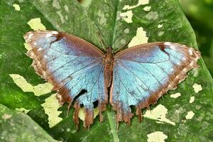 a blue butterfly with brown wings sitting on a green leaf photo