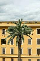 palm tree in front of a yellow building photo