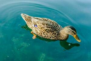 un Pato nadando en el agua foto