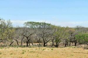 a field with trees and grass in the distance photo