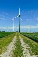 wind turbines in a field photo