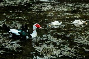 a duck and her ducklings swimming in a pond photo