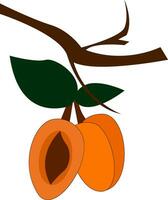 Bunch of apricot fruits with leaves in a small branch of a tree vector or color illustration