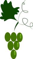 A bunch of green grapes vector or color illustration