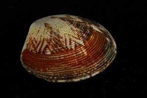 a shell with a brown and white pattern photo