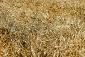 a field of ripe wheat is shown in the distance photo