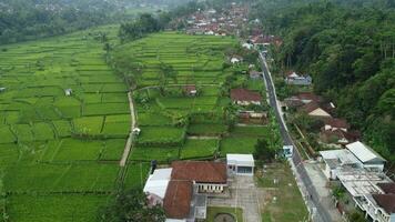 aerial view of rice fields video