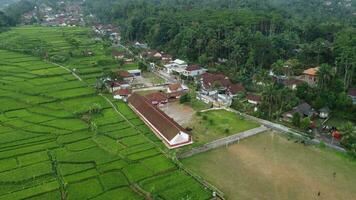 aerial view of rice fields video