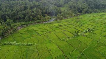 aerial view of rice fields video