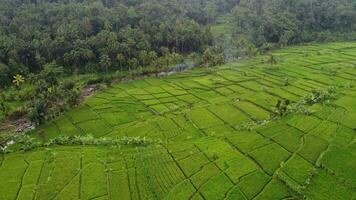 aerial view of rice fields video