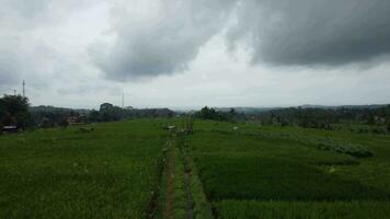 aerial view of rice fields video