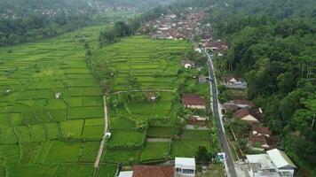 aerial view of rice fields video