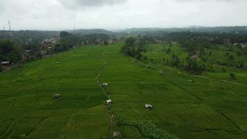 aerial view of rice fields video