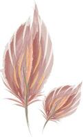 Brown water color feather painting vector or color illustration