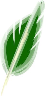 Drawing of a green feather vector or color illustration