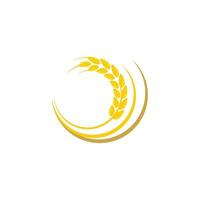 Agriculture wheat vector