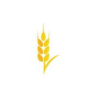 Agriculture wheat vector