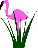 Flamingo bird standing behind the bush vector or color illustration