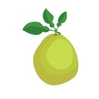 Pomelo vector illustration in cartoon style. Shaddock fruit with green rind. Citrus maxima clip art. Flat vector in cartoon style isolated on white background.