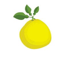 Pomelo vector illustration in cartoon style. Shaddock fruit with yellow rind. Citrus maxima clip art. Flat vector in cartoon style isolated on white background.