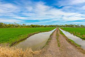 The rice fields are lush green, while there are intermediate dirt roads flanked by ditches and a bright sky with white clouds. photo