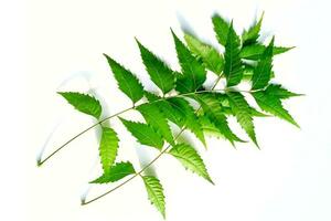 Medicinal neem leaf scientific name Azadirachta indica isolated on white background photo