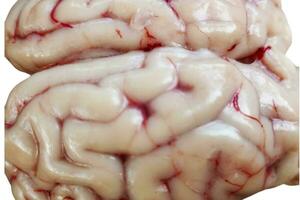 crudo Fresco cabra cerebro aislado en blanco antecedentes foto