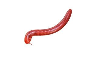 Millipede isolated on white background photo