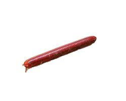 Millipede isolated on white background photo